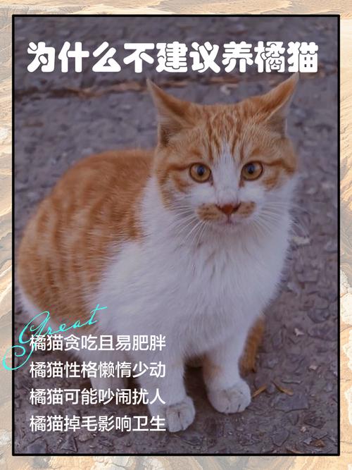 养熟的猫为什么躲着我,猫咪躲起来?亲疏远近看分明! 养熟的猫为什么躲着我,猫咪躲起来?亲疏远近看分明!