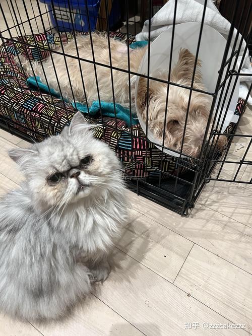 猫头七是阴气最重的东西吗，迷信还是科学？