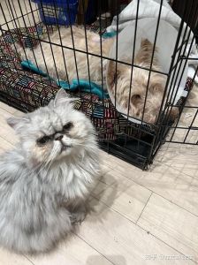 猫头七是阴气最重的东西吗，迷信还是科学？