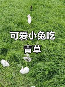 有露水野兔出来吃草吗，野兔吃露水草会生病，养兔要喂对食