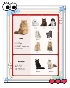 长毛猫的养殖方法和注意事项，养猫甜蜜负担，梳毛喂食显关爱