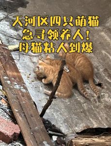 天河区猫在别人家拉屎违法吗，天河区猫乱拉屎，主人不负责？