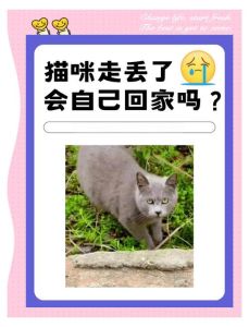 猫猫跑了还会回来吗，猫咪跑丢怎么办？附近找找别灰心！