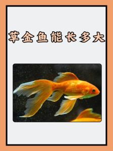 家里养5条金鱼好不好，金鱼放几条合适？大小缸看条件
