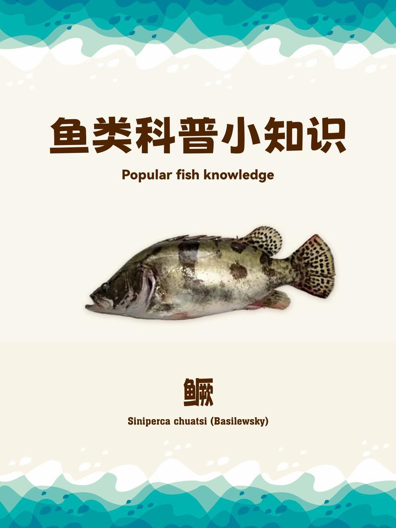 桂鱼为什么不能随便养，桂鱼好吃不便宜，营养一般要适量，清蒸更健康