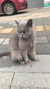 流浪的蓝猫能养熟吗，蓝猫温柔慢热？爱心耐心是关键
