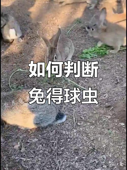 肉兔得球虫死了还能吃吗，兔子球虫死了别吃，预防靠卫生