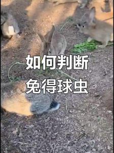 肉兔得球虫死了还能吃吗，兔子球虫死了别吃，预防靠卫生