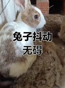 兔子全身颤抖怎么回事，兔子抖不停？快检查别耽误！