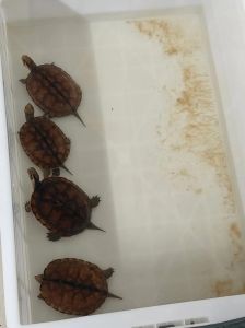 乌龟的头总是向左边歪着，乌龟头歪呼吸急促？快找兽医！
