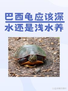 乌龟能深水养吗，乌龟深水浅水怎么选？看种类和习惯！