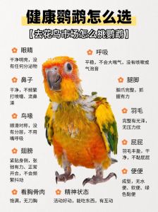 老年人能养鸟吗，老人养鸟乐悠悠，注意卫生保健康