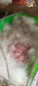 兔子临死前的8个征兆，老兔子食欲差活力减，多陪伴显珍贵