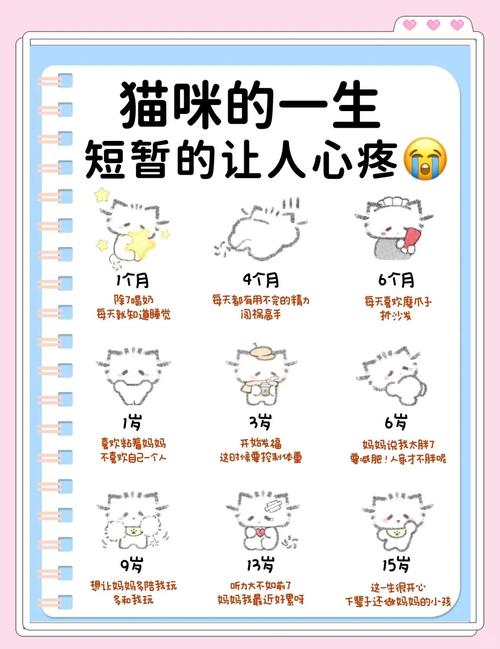 两猫养一人最佳的诞生,一只猫暖心治愈,养多只怕太闹,选对才幸福 两猫养一人最佳的诞生,一只猫暖心治愈,养多只怕太闹,选对才幸福