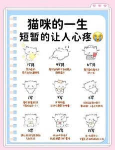两猫养一人最佳的诞生，一只猫暖心治愈，养多只怕太闹，选对才幸福