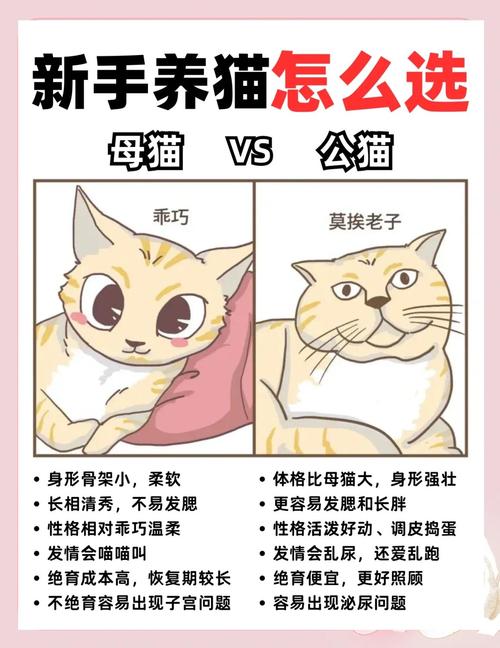 家里结婚还能养猫吗,结婚也能养猫,科学喂养更幸福 家里结婚还能养猫吗,结婚也能养猫,科学喂养更幸福
