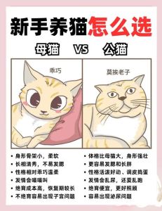家里结婚还能养猫吗，结婚也能养猫，科学喂养更幸福