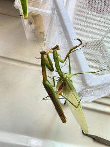 中华螳螂和中华大刀螳螂，从花到猛兽，适应环境是关键