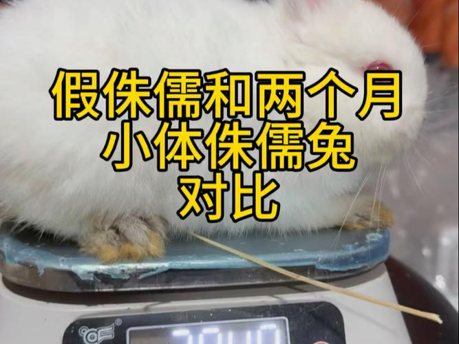肉兔和侏儒兔的区别,吃肉还是当宠物? 肉兔和侏儒兔的区别,吃肉还是当宠物?