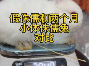 肉兔和侏儒兔的区别，吃肉还是当宠物？