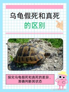 乌龟在地上能存活吗，乌龟离水能活多久？种类环境都有关，放生需谨慎
