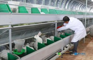 肉兔喂养什么东西，养肉兔要健康，草料为主辅食少