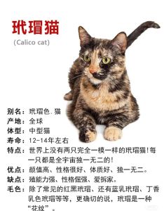 玳瑁猫最忌三种人，玳瑁猫难伺候？讨厌爱吓唬浓香猛抱人！