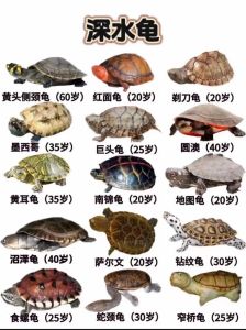 乌龟是杂食动物吗，杂食喜群居，环境喂食需讲究