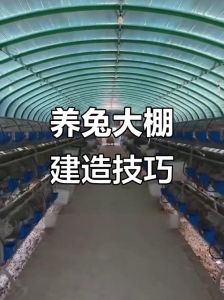 养兔的技术和管理，兔舍卫生与喂食要点