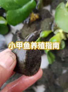 家养小甲鱼冬天怎么过冬，家养甲鱼冬天保暖喂食注意事项