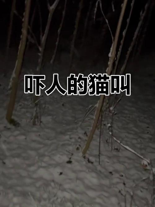 猫叫声夜晚凶猛60秒,猫咪夜嚎原因及解决方法 猫叫声夜晚凶猛60秒,猫咪夜嚎原因及解决方法