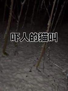 猫叫声夜晚凶猛60秒，猫咪夜嚎原因及解决方法