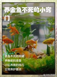 小金鱼多久不喂会饿死，养金鱼小窍门，定时定量很重要