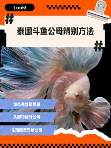 斗鱼一公一母会打架吗，公母分开，注意水质，布置好环境