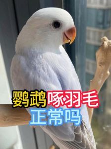 小鸟咬破自己的羽管怎么办，鸟儿羽管被咬破怎么办？