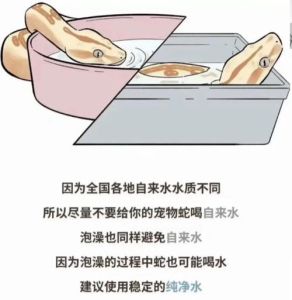 玉米蛇饲养，环境温湿，喂食小鼠，耐心细心