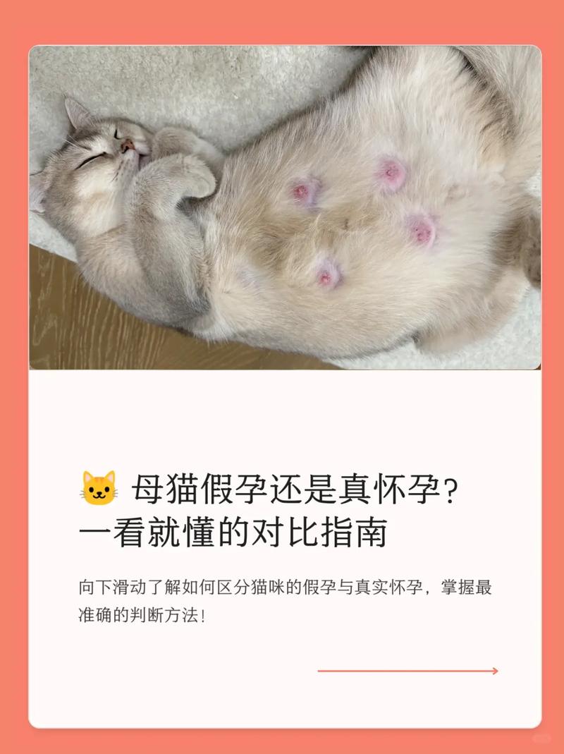 孕妇养猫对胎儿的危害，弓形虫过敏疾病风险，科学防护是关键！