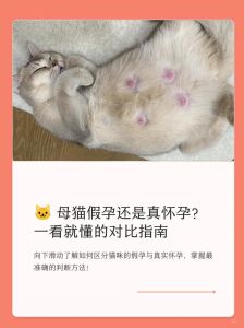 孕妇养猫对胎儿的危害，弓形虫过敏疾病风险，科学防护是关键！
