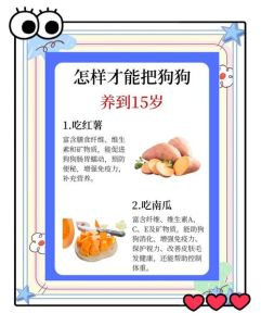 生育完的狗狗一天吃多少，少食多餐加营养品