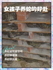 寻找养蛇人，女大学生回乡养蛇成专家，蛇王致富带乡亲