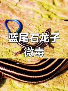 蓝尾龙石子蜥蜴是几级，特别的蓝尾巴，国家二级保护动物