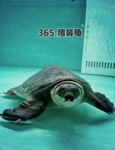 猪鼻龟个人养犯法吗，猪鼻龟保护动物，买养需许可