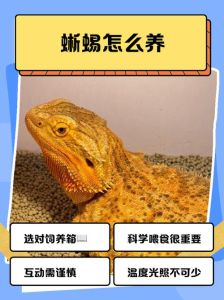 蜥蜴在家很久找不到了，蜥蜴进屋怎么办？
