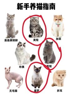 初养猫选什么猫比较好养，性格喜好决定，养猫必备知识