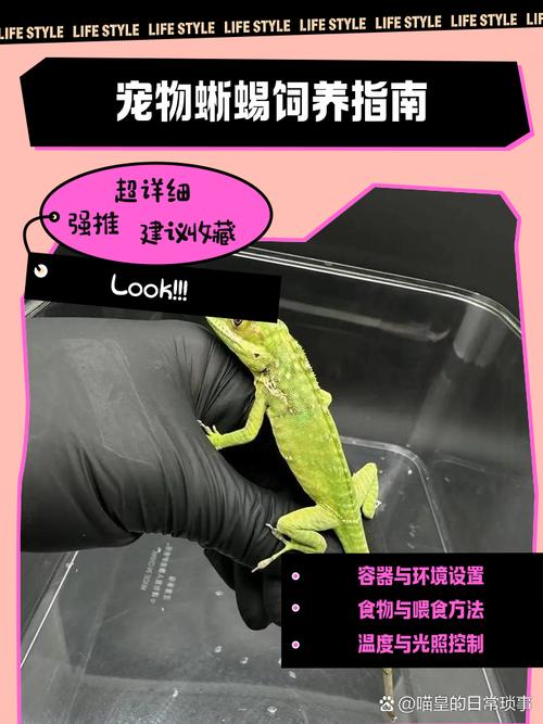 大学允许养蜥蜴吗，宿舍禁养宠物，安全卫生考虑多
