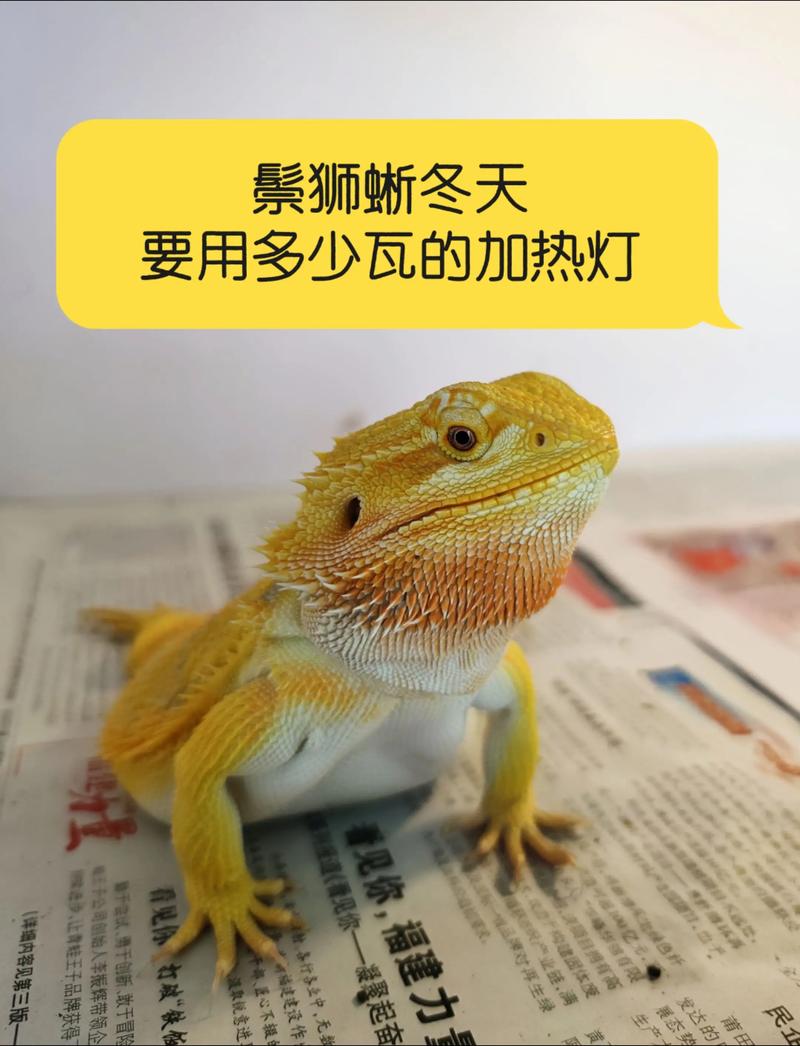 鬃狮蜥每天都需要晒灯吗，鬃狮蜥需UVB灯，健康快乐小蜥蜴