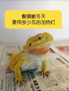 鬃狮蜥每天都需要晒灯吗，鬃狮蜥需UVB灯，健康快乐小蜥蜴