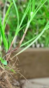 水蜈蚣可以养殖吗，鱼儿的天敌，养殖风险大