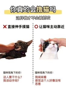 撸猫的正确姿势，找准部位，轻松和猫更亲密