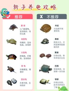 家庭养乌龟最佳方法，选对龟种，用心伺候，责任重大！